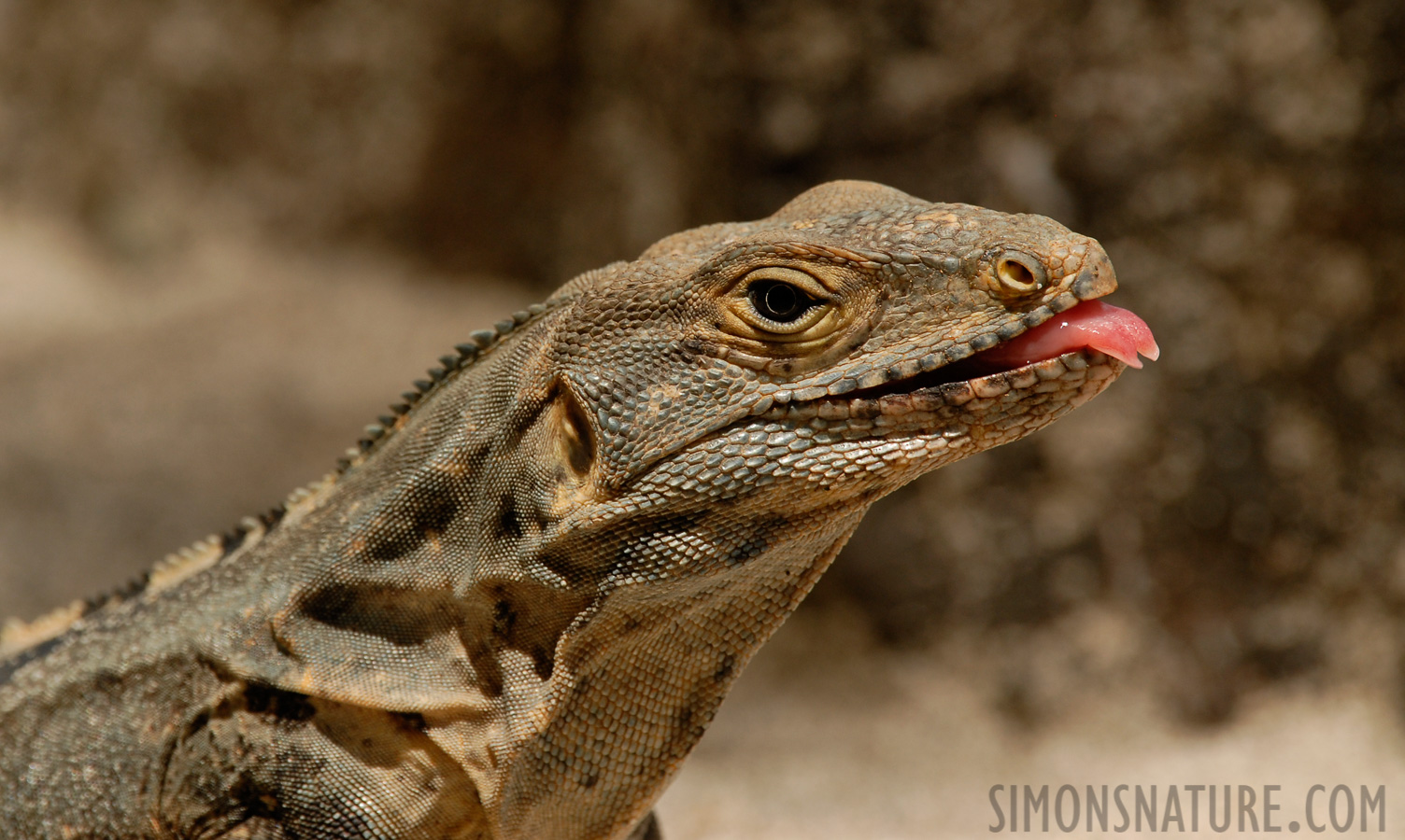 Ctenosaura similis [400 mm, 1/250 Sek. bei f / 8.0, ISO 200]